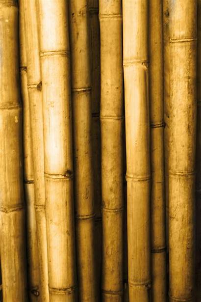 Bamboo Stick Yellow Cm Brown Container Sticks