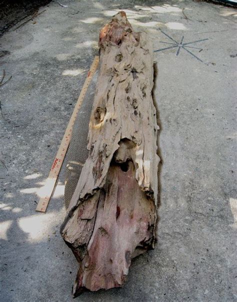 23 Best Driftwood And Petrified Wood Images On Pinterest Drift Wood