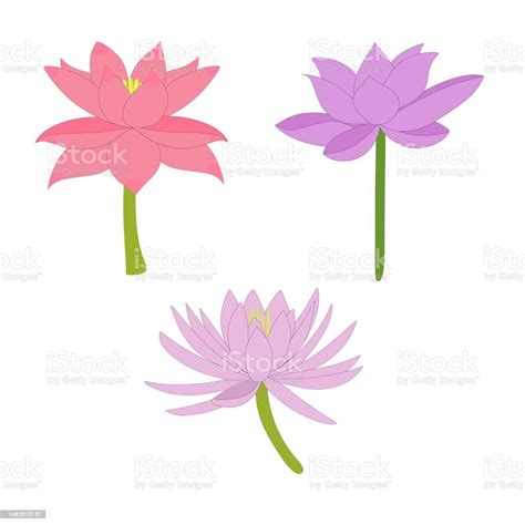 Water Lily Lotus Flower Collection Set Stock Illustration Download