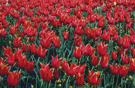 Field Of Red Tulips Paris France Photograph By Dennis Johnson