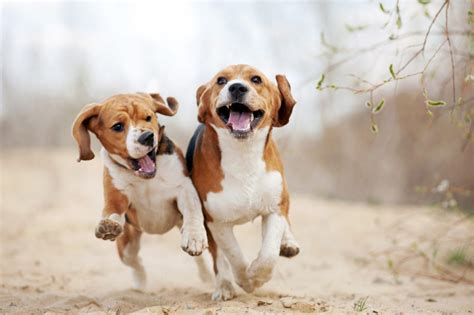 Two Funny Beagle Dogs Running Dog Papers