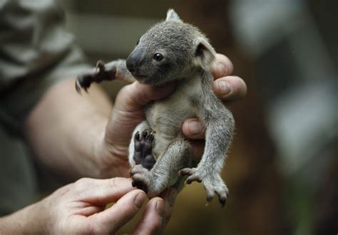 30 Animals You Rarely Get To See As Babies Animal Silo