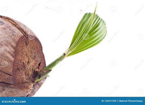 Young Coconut Tree Seed Germination Green Leave On White Background