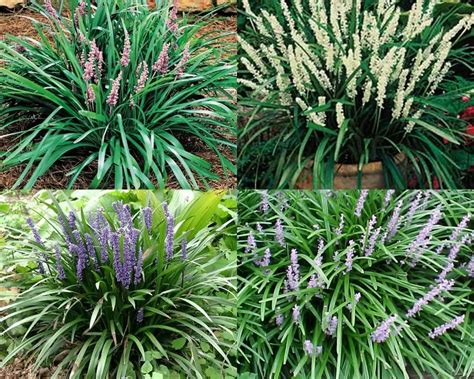 If you want to blanket a large area with a ground cover, the initial cost often is higher than sowing grass seed. Liriope collage: white, pink, mauve, or purple blooming ...