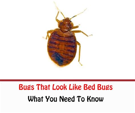 Bugs That Look Like Bed Bugs