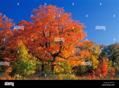 Maple Trees In Autumn Gatineau Park Quebec Canada Stock Photo Alamy