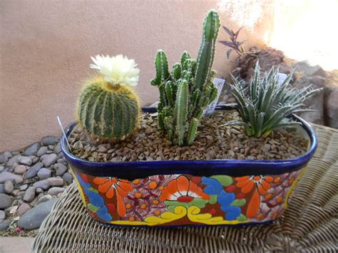 Kards By Kadie Arizona Cactus Garden