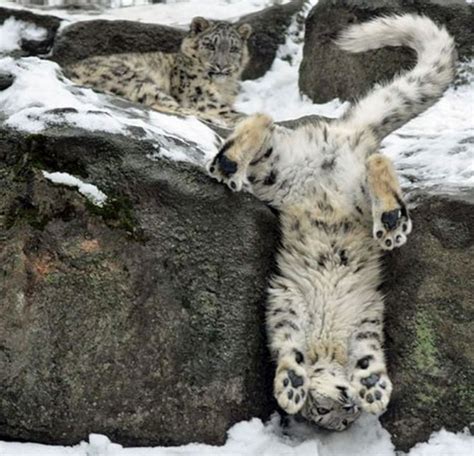 Cat That Looks Like A Snow Leopard