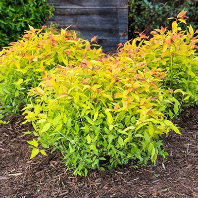 The spirea 'goldmound', spiraea x 'goldmound', this colorful plant provides an exceptional accent or contrast in your foundation planting or shrub border. Goldflame Spirea's foliage provides a three-season, color ...