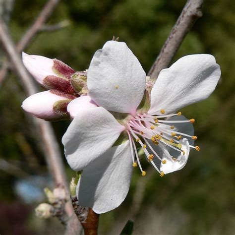 Almond Flower With 2 Buds On Our Almond Tree Brenda Anderson Flickr