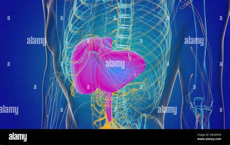 Liver Anatomy For Medical Concept 3d Illustration Stock Photo Alamy