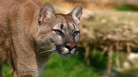 Mountain Lion Cougar Hd Wallpapers Hd Wallpapers High Definition