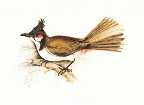Nightingale Bird History Habitat And Facts Pdffilesin