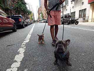 Due to their uneven weight distribution, french bulldogs should not be allowed to swim without a lifejacket, even under. Ethical Frenchie Raleigh, NC | Ethical Frenchie