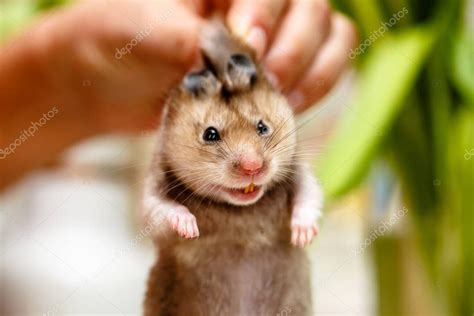 The Syrian Hamster Scary Face With Teeth — Stock Photo © Milanchikov