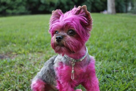 Woman Defends Dyeing Dog Pink But Viewers Arent Having It Metro News
