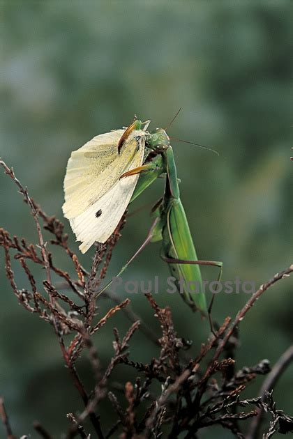 Paul Starosta Photographe Naturaliste Mantes Mantis Religiosa