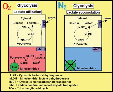 Lactate Not Pyruvate Is The End Product Of Glucose Metabolism Via