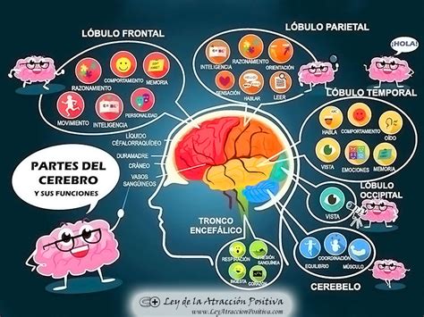 Partes Del Cerebro Humano Y Sus Principales Funciones Vrogue Co