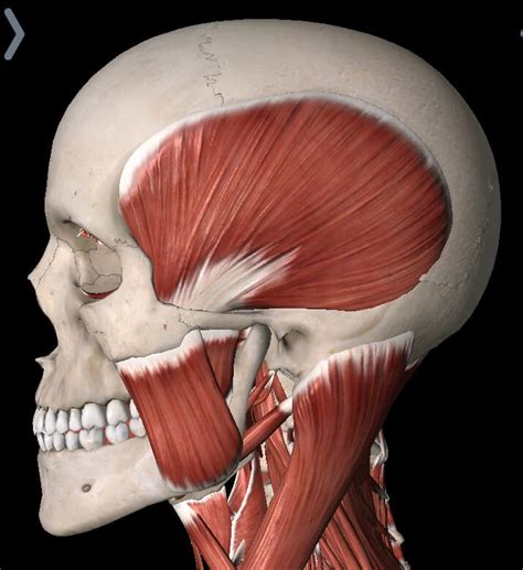 Jaw Pain And Tmj Disorders Health Source Physical Therapy