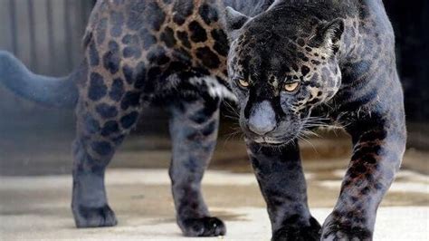 Beautycon 🦁🙀🐯 The 10 Most Beautiful Rare Wild Cats Keha Animal