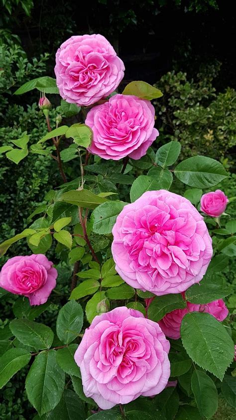 Check out our ripon wi selection for the very best in unique or custom, handmade pieces from our prints shops. Gertrude Jeykell. | Beautiful pink flowers, Gertrude ...