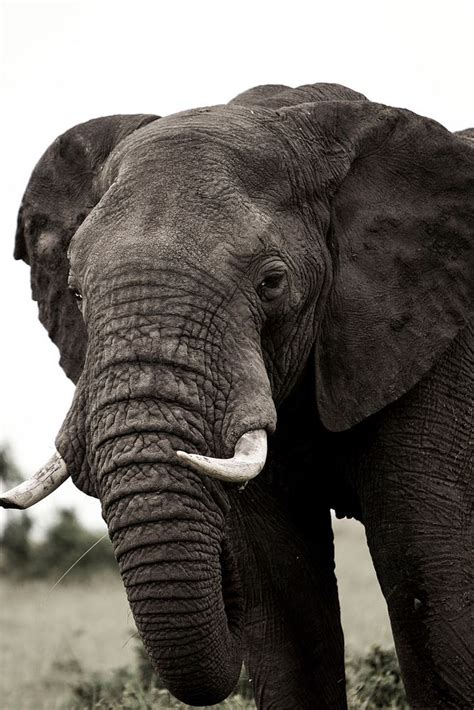 Elefant Foto And Bild Tiere Wildlife Säugetiere Bilder Auf Fotocommunity