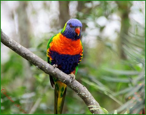 Rainbow Parrot Seen At Allison House At Wyong On The Cent Flickr