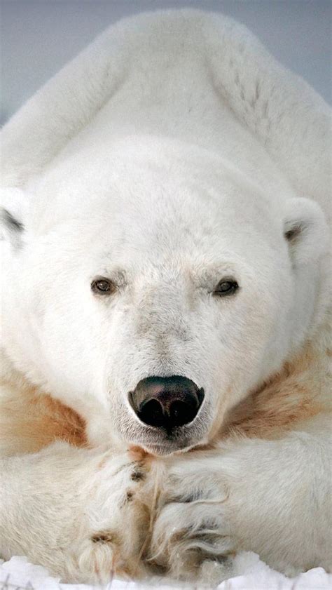 Bing Hd Wallpaper Feb 27 2018 A Polar Bear Near Churchill Manitoba