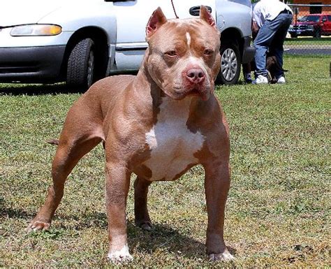 Temperament, for the most part, is developed over time. Double L Kennels-Males-Gottiline studs- GOTTILINE/RAZORS ...