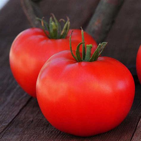 Rutgers Tomato Seeds ~25 Seeds Heirloom Open Pollinated Non Gmo
