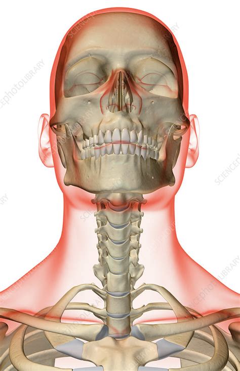 Skull has 8 bones in cranium and 14 in the face. 'The bones of the head, neck and face' - Stock Image ...