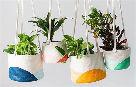 The 10 Best Hanging Plants For Creating An Indoor Jungle The Seattle