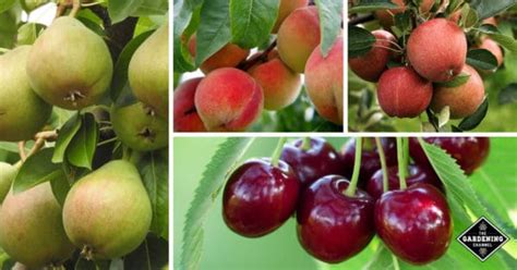 Top Tips For Successfully Growing Fruit Trees Gardening Channel