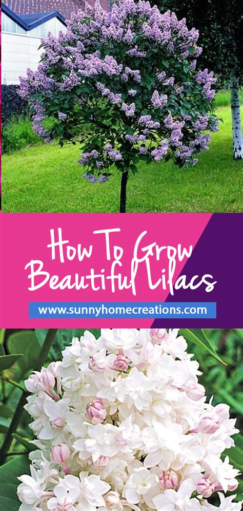 How To Grow Beautiful Lilacs Easily Lilac Gardening Flower Landscape