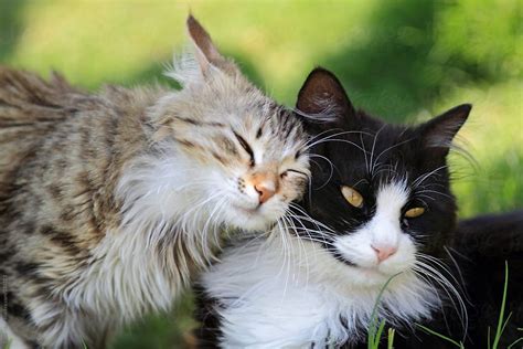 Two Adorable Cats Playing By Stocksy Contributor Yasir Nisar Cats