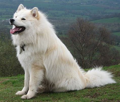Finnish Lapphund Dog Breed Information And Pictures Petguide Petguide