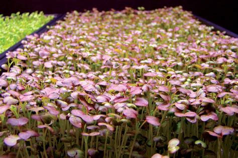 Maybe you would like to learn more about one of these? Sole-Source LED Lighting In Horticulture: Microgreens ...