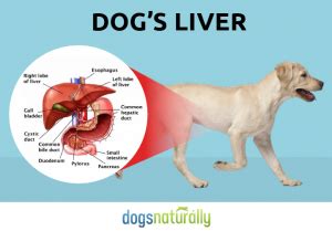 The liver has structural characteristics that are not found in any other internal organ of the human body. Puppy Up Foundation | What That Liver Enzyme Test Is ...