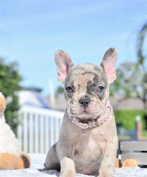 These rare beauties are created with a combination of chocolate and blue dna from both parents. "Nova ️ Blue Eyed Blue Merle Female 🌸 Available" 📲 www ...