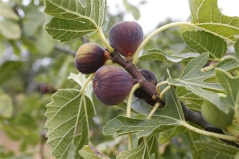 How To Grow Figs In Any Climate Food Gardening Network