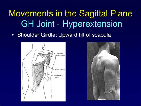 Ppt Chapter 5 The Upper Extremity The Shoulder Region Powerpoint