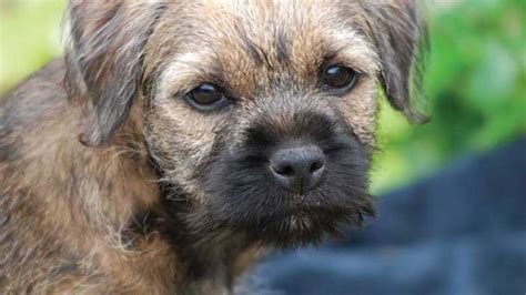30 Small Hypoallergenic Dogs That Dont Shed Border Terrier Puppy