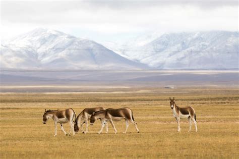 China Unveils Plan For National Park System Cgtn