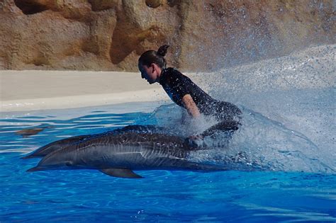 What You Need To Know About Swimming With Dolphins Active Outdoors