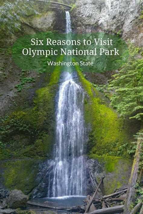 Six Reasons To Visit Olympic National Park Savored Journeys