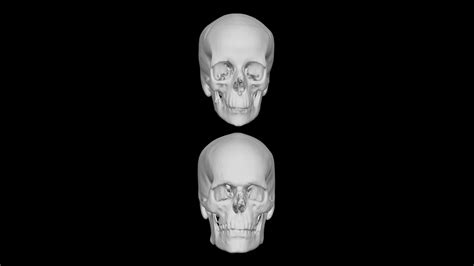 Skull Comparison Download Free 3d Model By Terrie Terrielsimmons