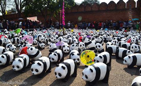 1600 Pandas World Tour Chiangmai Part 2 การเดินทางของแพนด้า