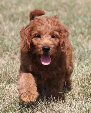 Обновлен 1 мая 2019 г. 10-50 lb Mini Goldendoodle Puppies | Red Irish Colors