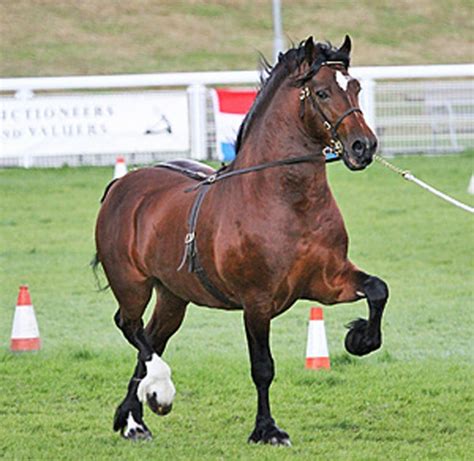 Welsh Cob Horse Breed Information History Videos Pictures